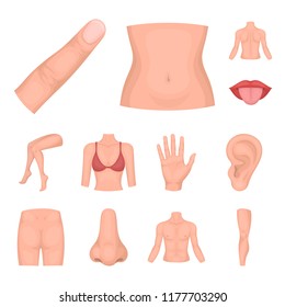 Part of the body, limb cartoon icons in set collection for design. Human anatomy vector symbol stock web illustration.