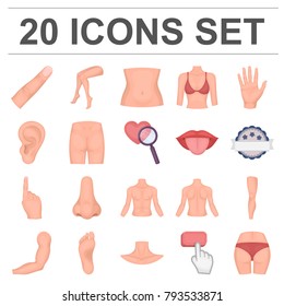 Part of the body, limb cartoon icons in set collection for design. Human anatomy vector symbol stock web illustration.