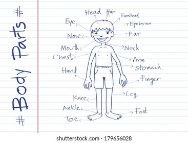 part of body vocabulary in illustration 