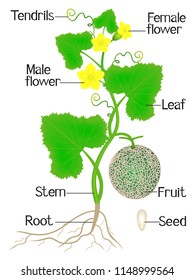 Part of cantaloupe melon plant on a white background.