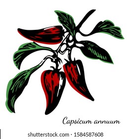 Part of chilli plant with peppers and leaves. Vintage print style botanic illustration. Two colors and black with title at latin. Spice herbs series. Vector sketch.