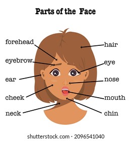 Part of the face young woman has brown short hair with text details on white background.Vector isolate flat design of cartoon cute girl surprising concept for kids education or first English learning.