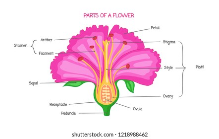 Part flower biological diagram  vector illustration drawing and educational scheme  Labeled plant cross section and ovary  pistil  sepal   stamen 