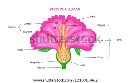 Part Flower Biological Diagram Vector Illustration Stock Vector ...