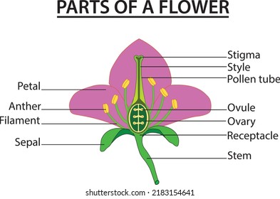 Part of a flower Diagram of a flower showing the anther stigma style ovary stamen The stalk of a flower The part of a flower stalk where the parts