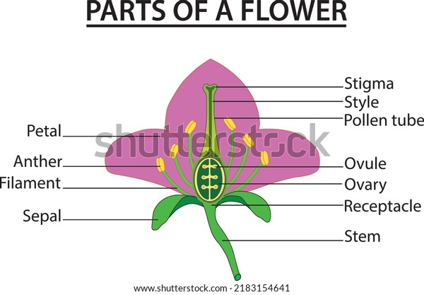 Part of a flower Diagram of a flower showing\
the anther stigma style ovary stamen The stalk of a flower The part\
of a flower stalk where the\
parts