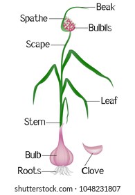 Part of a garlic plant on a white background.