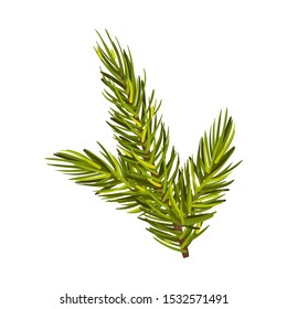 Part Of Green Spruce With Three Twigs Up Vector Illustration