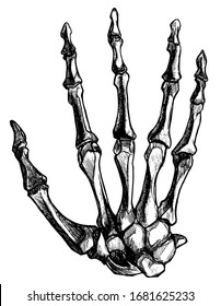 Skeleton Hand Tattoo Hd Stock Images Shutterstock