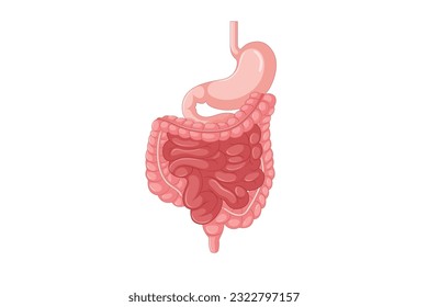 A part of human body: digestive system on a white background