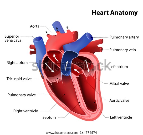 Part of the human heart.\
Anatomy