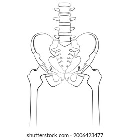 Parte del esqueleto humano - columna vertebral, hueso pélvico y muslos. Diagnósticos ortopédicos. Estilo gráfico de arte de línea sobre fondo aislado blanco