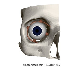 Part of a human skull with an eye. Internal structure of the eye. Front view. 3D. Vector illustration