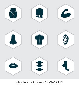 Part icons set with back, spine, nose and other backbone elements. Isolated vector illustration part icons.