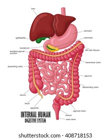 Cartoon Digestive System Hd Stock Images Shutterstock