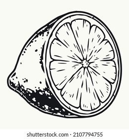 Part of lemon or lime fruit in monochrome vintage style, isolated vector illustration