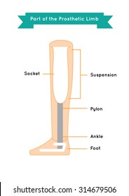 part of Lower Limb Prosthetics infographic vector