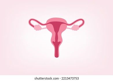 A part of organs: isolated normal womb 