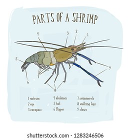 Part of shrimp, hand draw sketch vector.