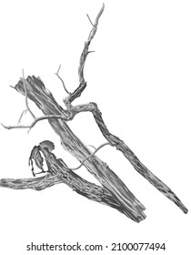 Parte de un solo árbol viejo y muerto aislado en fondo blanco. Ilustración vectorial.
