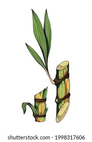 Parte de la planta de caña de azúcar con hojas. Planta de agricultura tropical, edulcorante orgánico natural para alimentos. Dibujo de esbozo de vector de color aislado en blanco.