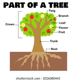 Part of a tree or plant for science and education.Worksheet for kids.Morphology or botany.Tree structure.Leaf, flower and fruit, trunk and branch, and root.Cartoon vector illustration.Flat design.