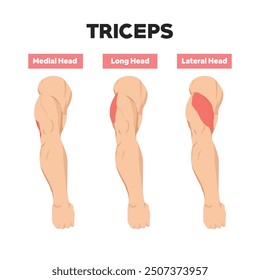 Part of Tricep muscles anatomy. Medial, Long, and Lateral head of triceps. Flat vector illustration isolated on white background