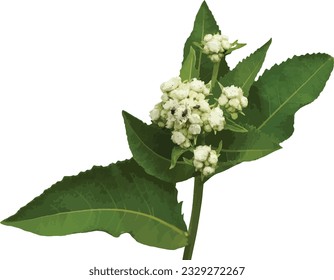 Parthenium integrifolium (Wild Quinine) Native North American Prairie Wildflower Isolated