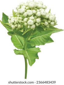Parthenium integrifolium (Wild Quinine) Native North American Wildflower