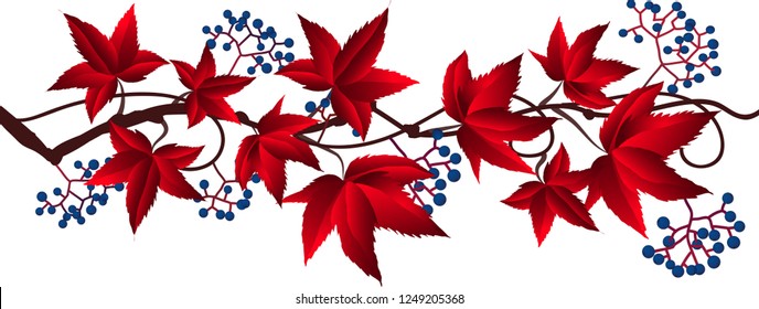 Parthenocissus quinquefolia woodbine  plant vector isolated