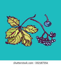 Parthenocissus. Wild grapes. 