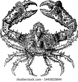 Parthenope horrida, vintage engraved illustration.