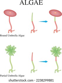 Partial and Round Umbrella Algae