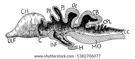 Partial section of a Vertebrate brain, vintage line drawing or engraving illustration.