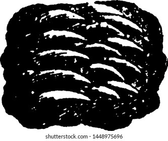 Partial Tiger Tongue, vintage illustration.