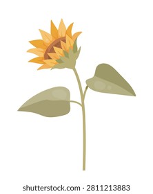 Partially opened yellow sunflower with green stem and two large leaves, isolated on white background. Vector illustration
