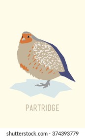 Partridge. Abstract vector illustration of the bird. Hand drawn textures,