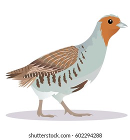 Partridge Bird