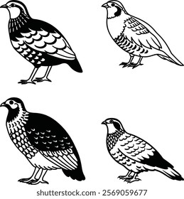 Partridge bird bundle line art and illustrator eps