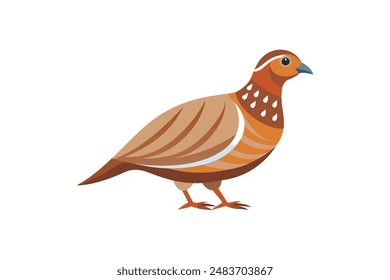 Partridge bird image vector image illustration 