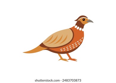 Partridge bird image vector image illustration 