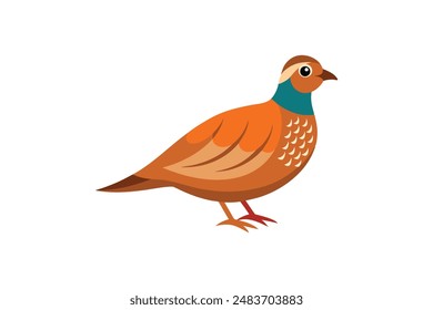 Partridge bird image vector image illustration 