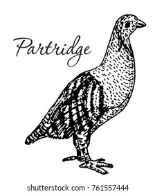 Partridge Bird, Vintage Engraved Illustration. 