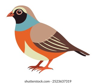 Perdiz. Lindo pájaro colorido. Vector aislado ilustración.