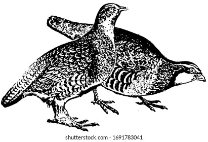 Partridge A Game Bird Belonging To The Grouse Family, Vintage Line Drawing Or Engraving Illustration.