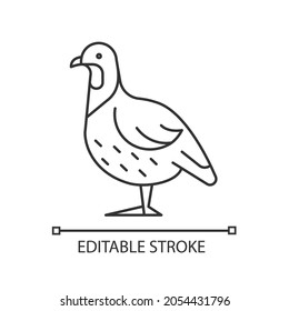 Partridge linear icon. Small domestic fowl. Grey landfowl breed. Livestock husbandry. Thin line customizable illustration. Contour symbol. Vector isolated outline drawing. Editable stroke