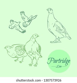 Partridge. Set of vector hand drawn illustrations