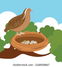 Partridge Sits Near The Nest With Eggs