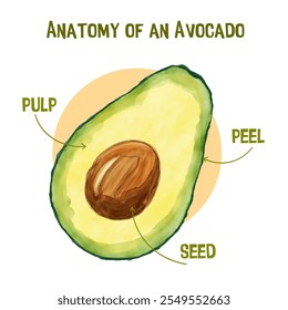 The parts of the avocado fruit, biology learning media.