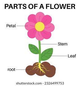 Parts of a basic flower.